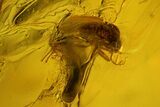 Fossil Bristletail (Archaeognatha) and Flies (Diptera) in Baltic Amber #135053-2